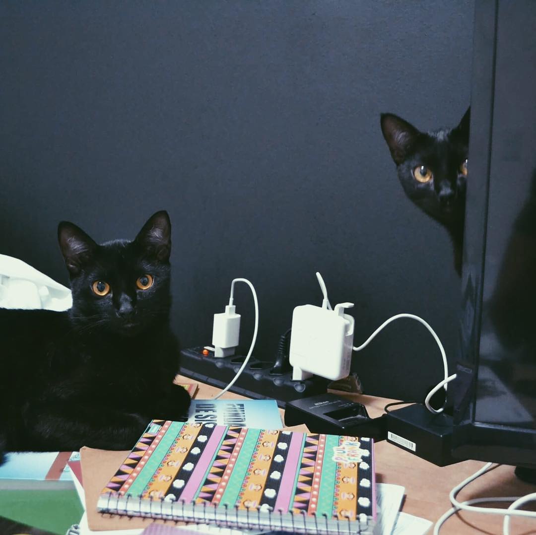 Moving to Germany with pets Relosophy