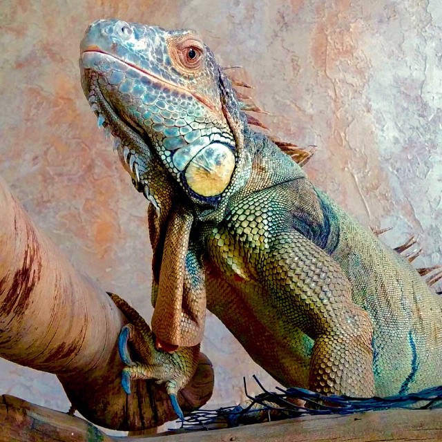 The Reptile Zone Oregon's Premier Reptile Store