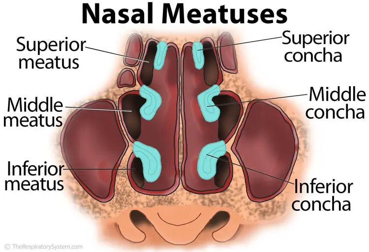 Nasal Meatus The Respiratory System