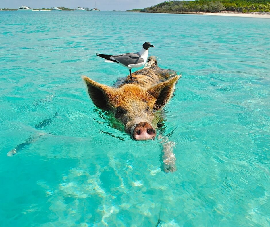 How To Experience The Best Of Atlantis Paradise Island Cheap | The Restless Worker