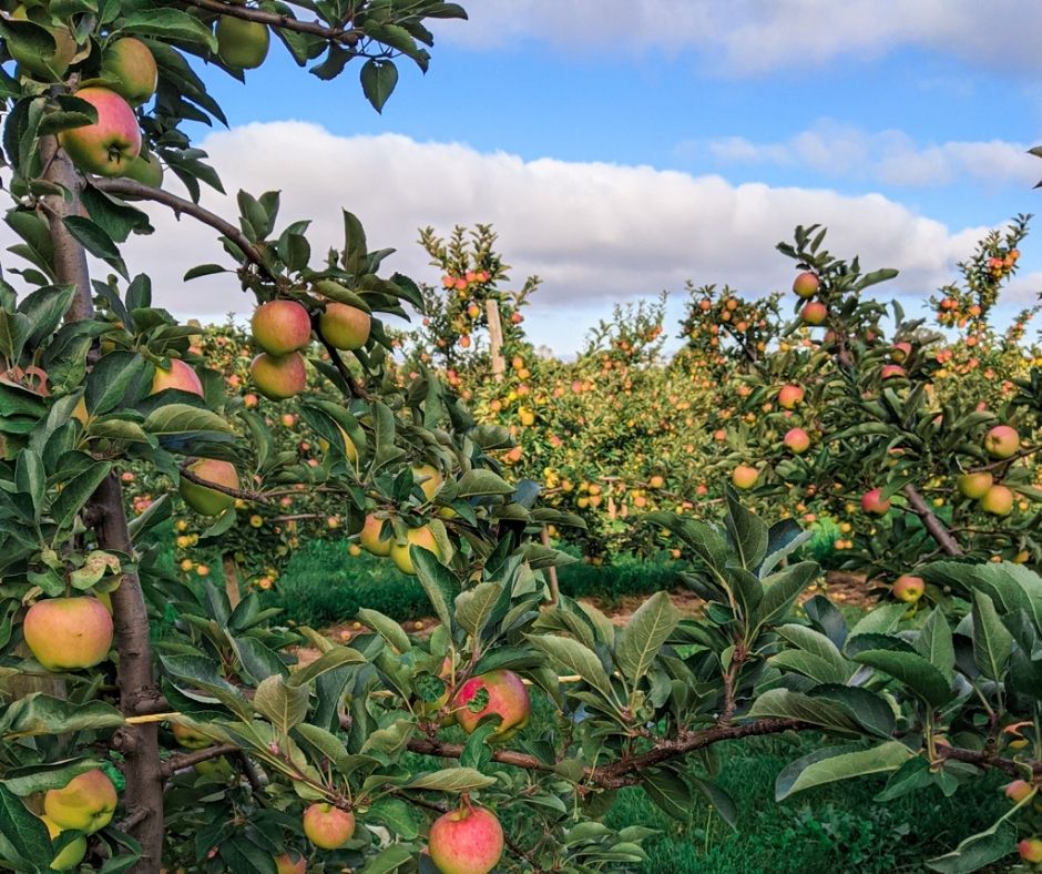 5 Best places for apple picking near Toronto The Restless Worker