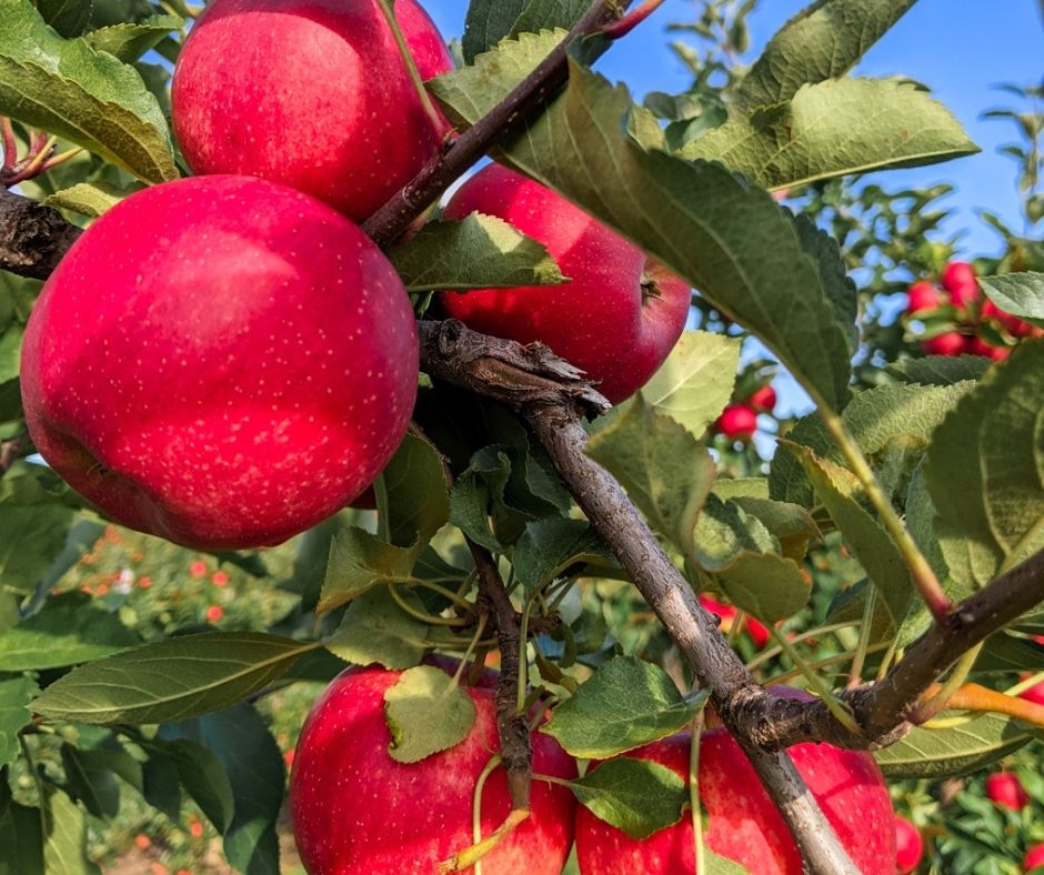 5 Best places for apple picking near Toronto The Restless Worker