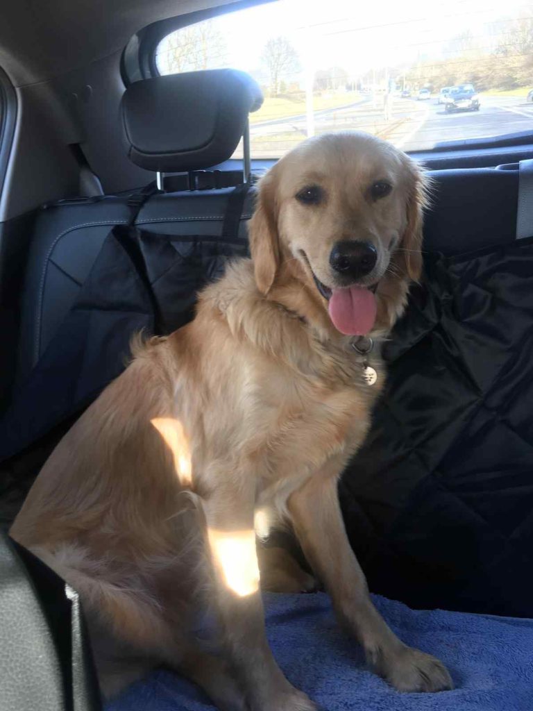 How To Remove Dog Hair From The Car (9 Top Tips and Prevention)