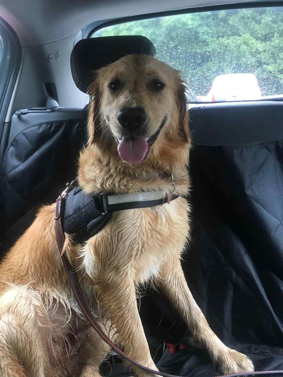 How To Remove Dog Smell and Pee Stains From Your Car