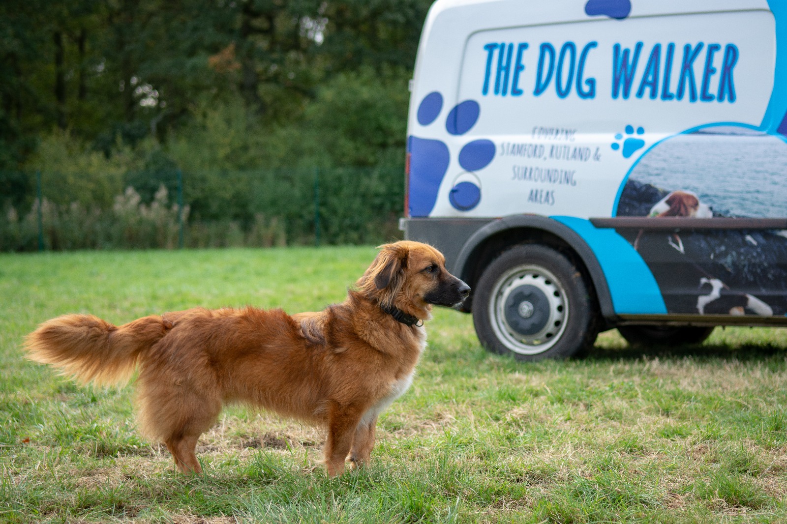 Dog Walking in Rutland The Rutland Dog Walker Dog Walking, Pet Sitting