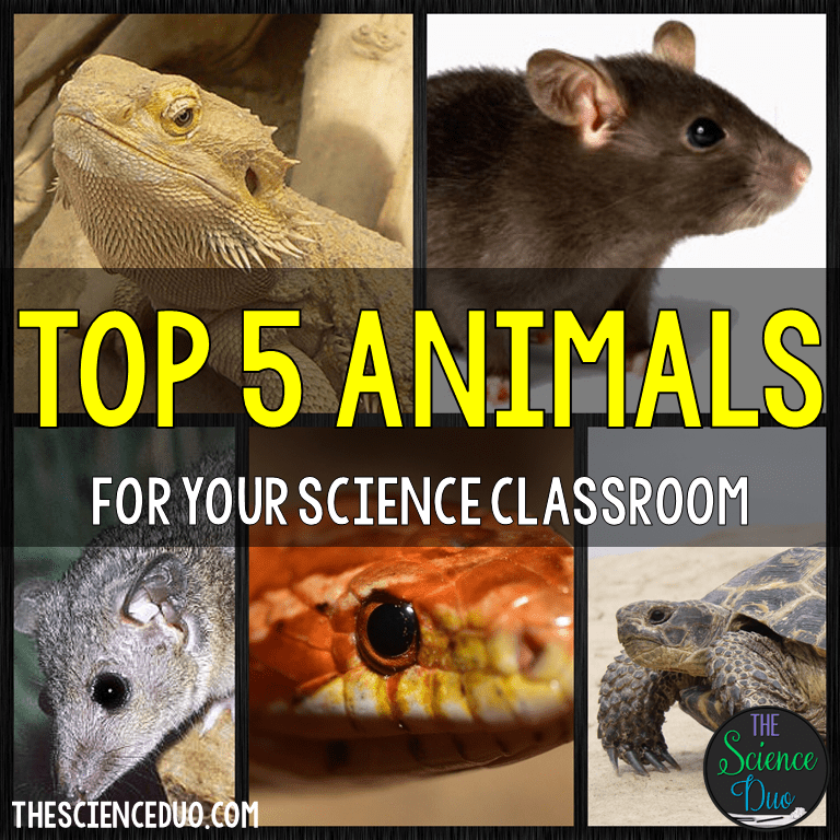 Top 5 Animals for your Science Classroom The Science Duo