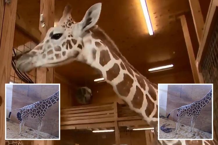 April the giraffe pregnant AGAIN after more than 1.2m watched viral