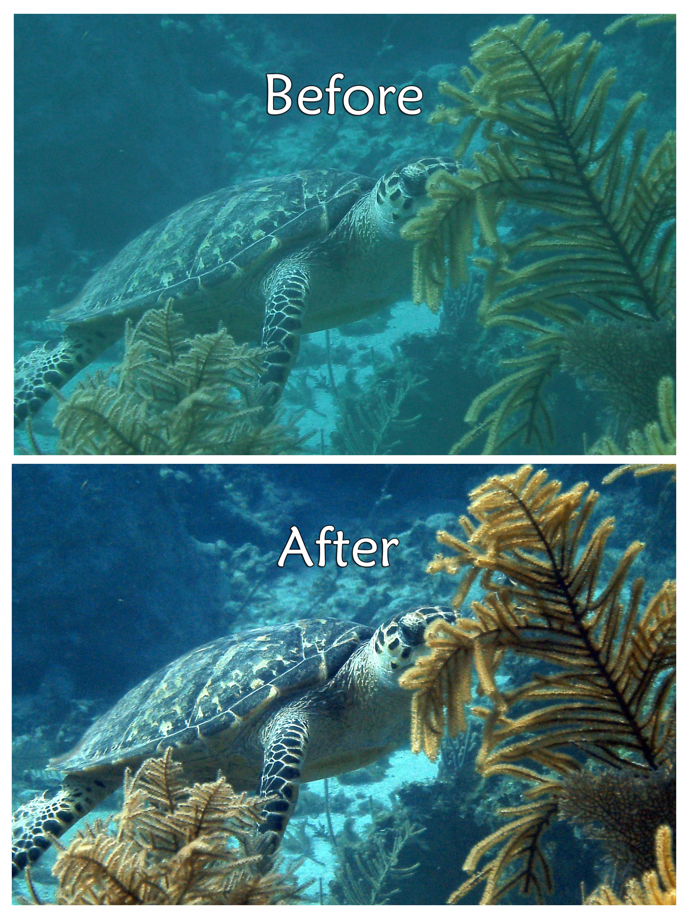 Underwater Color Correction The Scuba Directory