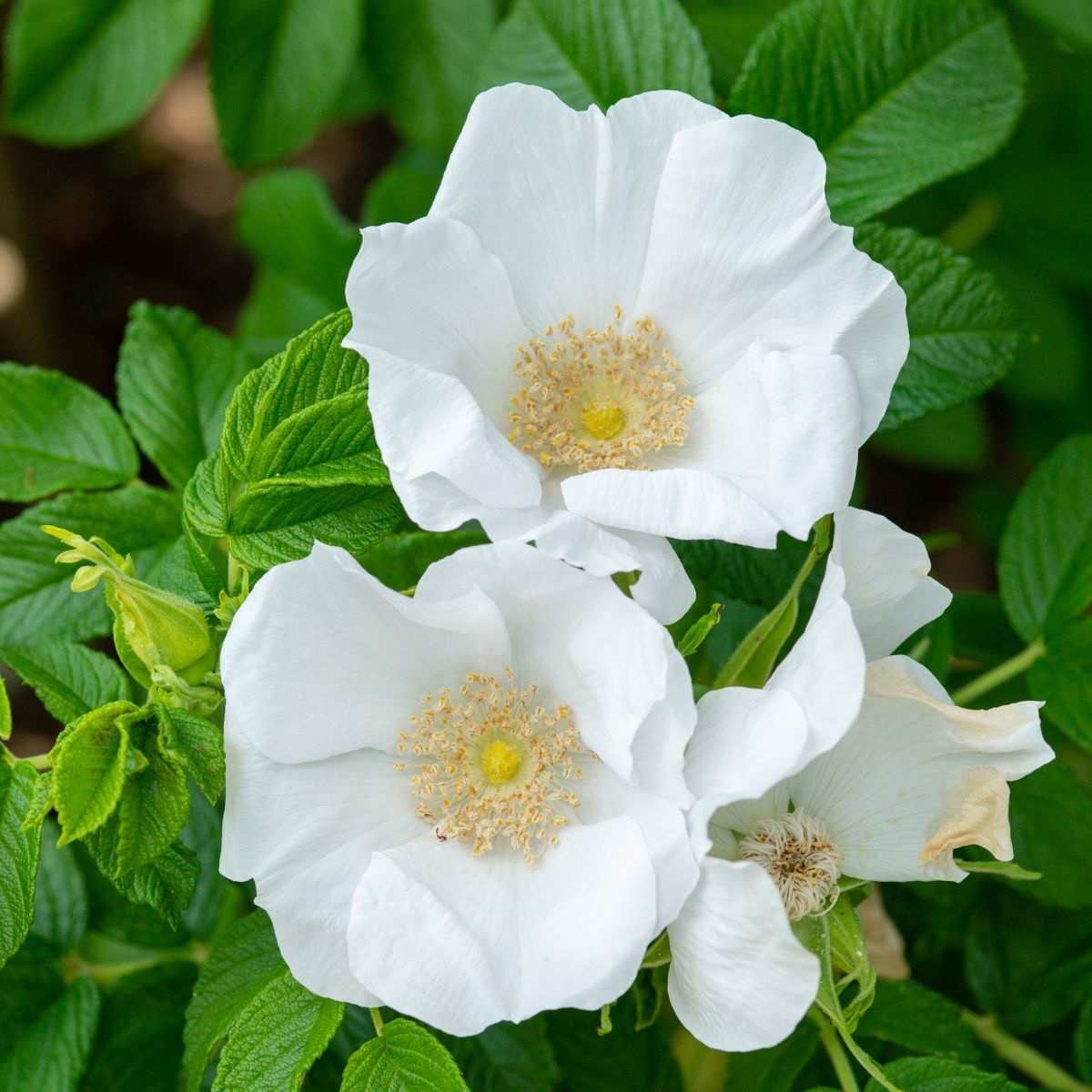 Rose Rugosa Alba The Seed Collection
