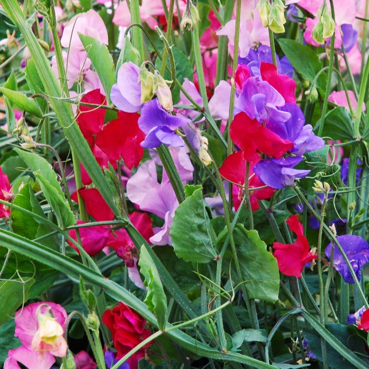 Sweetpea KneeHigh Mix seeds The Seed Collection