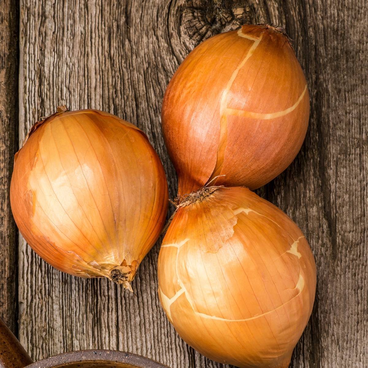 Onion Pukekohe Long Keeper seeds TheSeedCollection