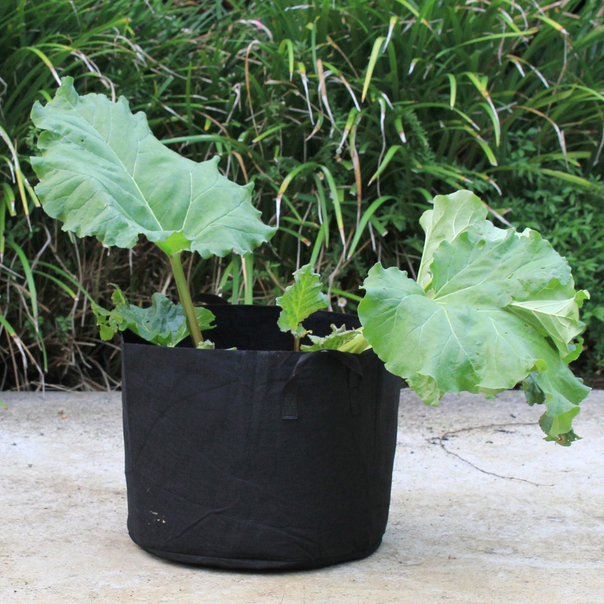 Fabric Pot Grow Bags The Seed Collection