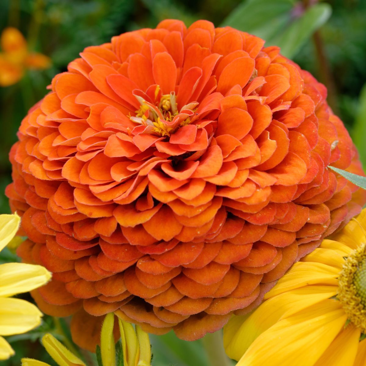 Zinnia Benary's Giant Orange seeds The Seed Collection