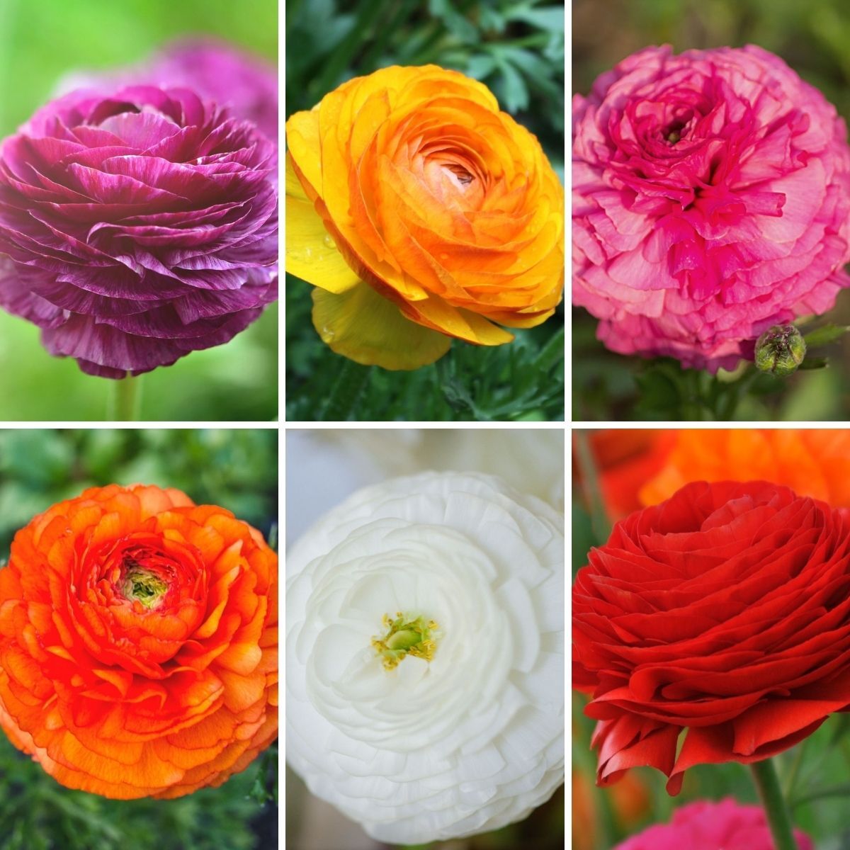 Ranunculus Florentine Mix (Corm) The Seed Collection