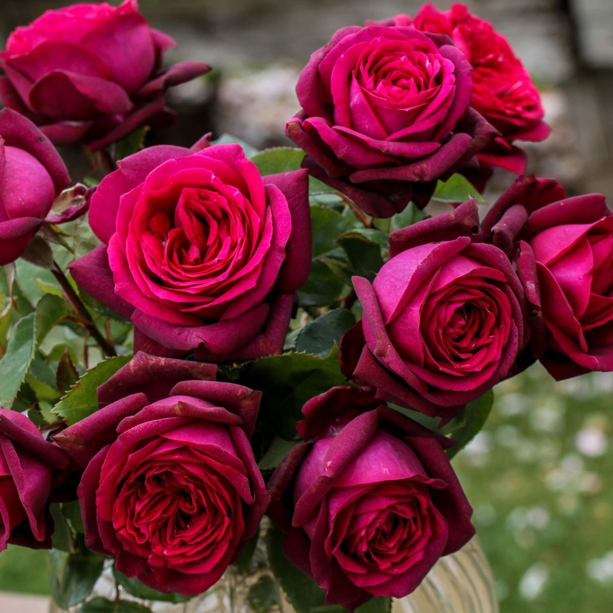 Rose Dark Desire The Seed Collection