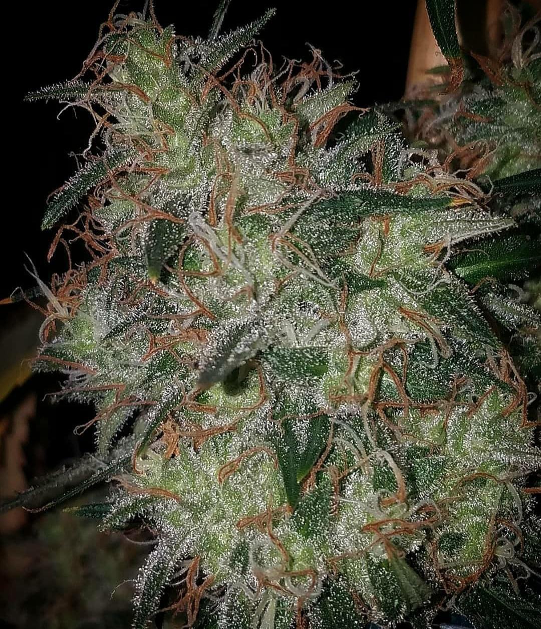 HALITOSIS HAZE Chem D x Cuban Black Haze NEW!!! The Seed Source