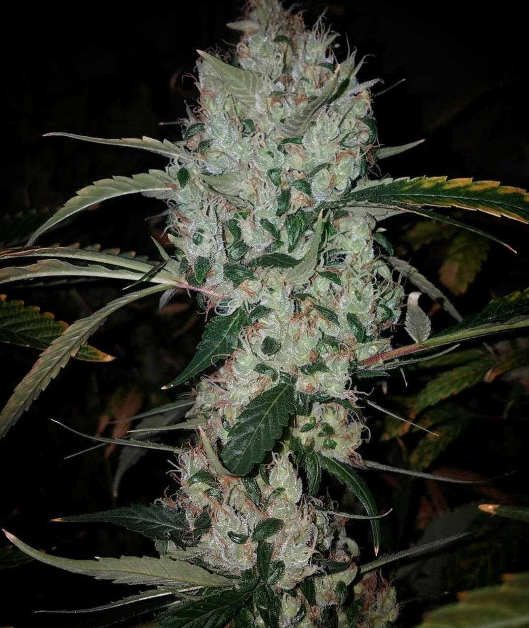 FIDEL GASTRO Original Diesel x Cuban Black Haze NEW!!! The Seed Source