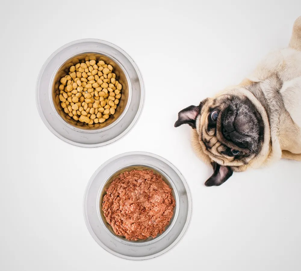 Why Dry Food Will Make Your Pets Healthier Why Dry Food Will Make Your