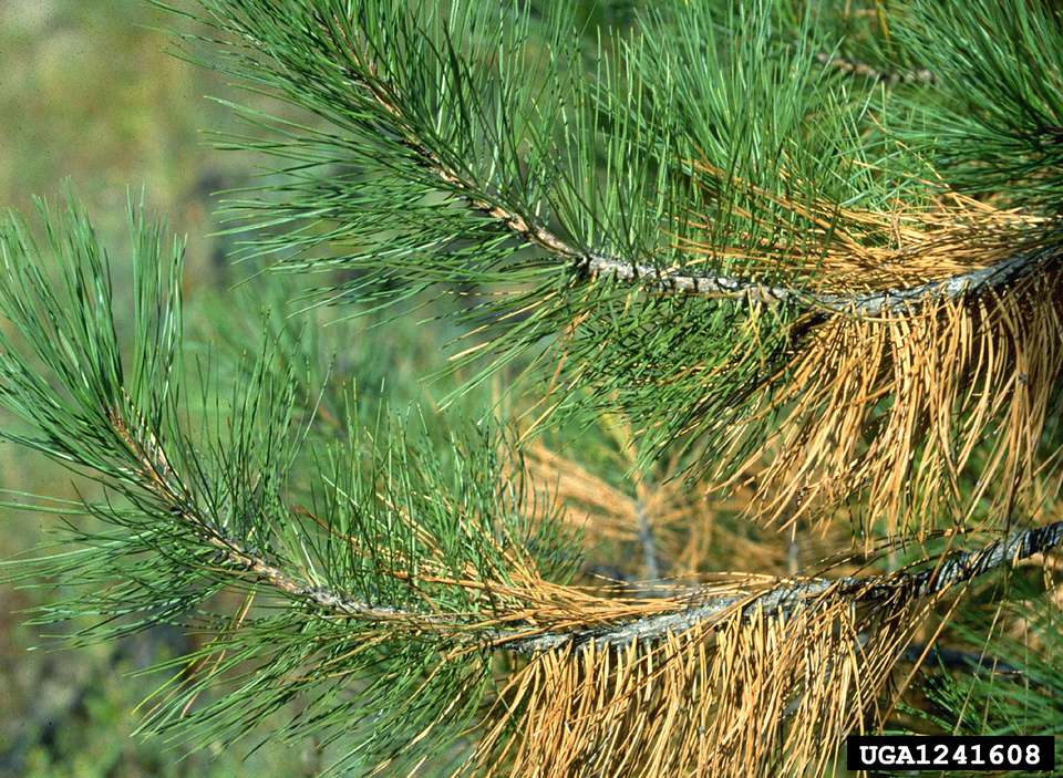 Fall Needle Drop Why Evergreens Drop Needles in the Fall