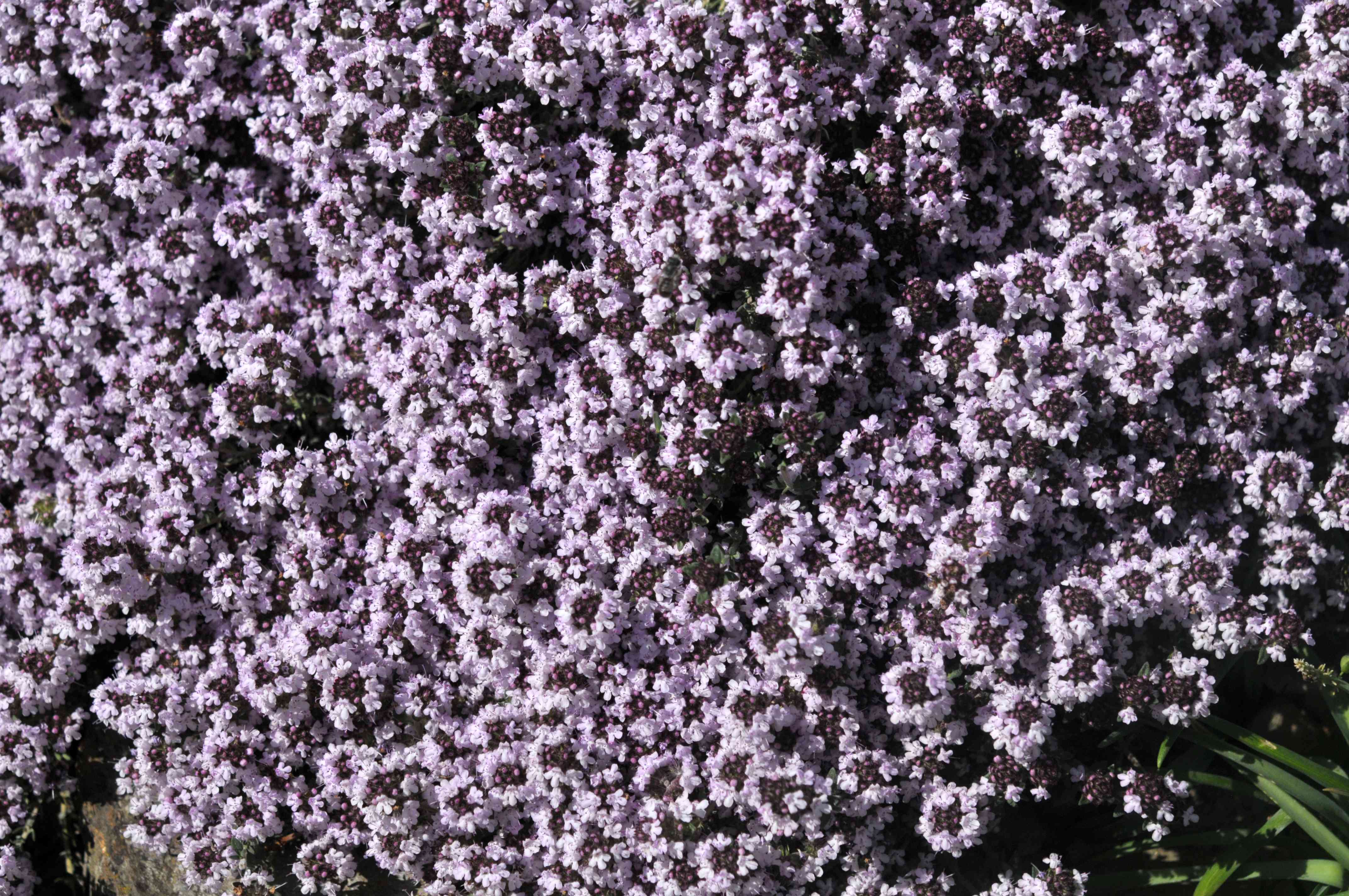 I mixed them with sand and seeded them into all the empty space in a. How To Grow And Care For Creeping Thyme