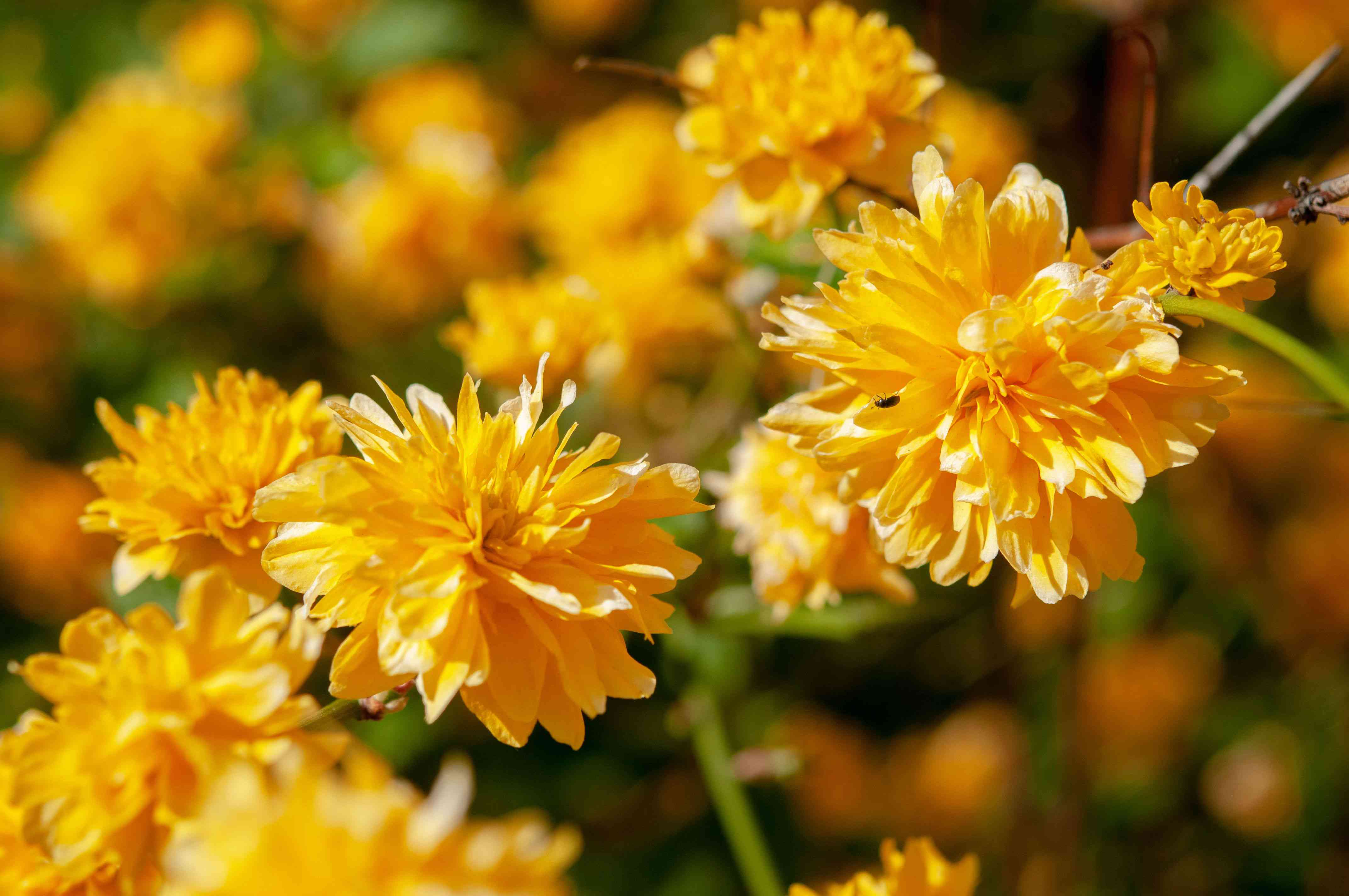 30 Best Shrubs for Shade