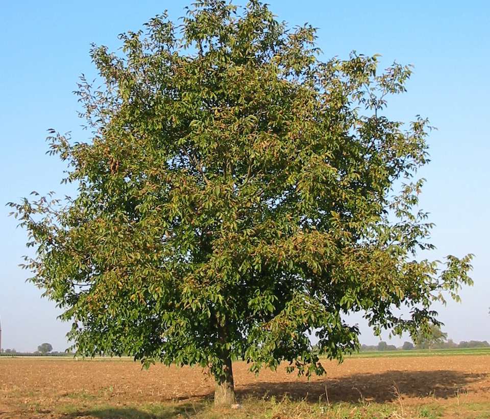 The Different Walnut Tree Species