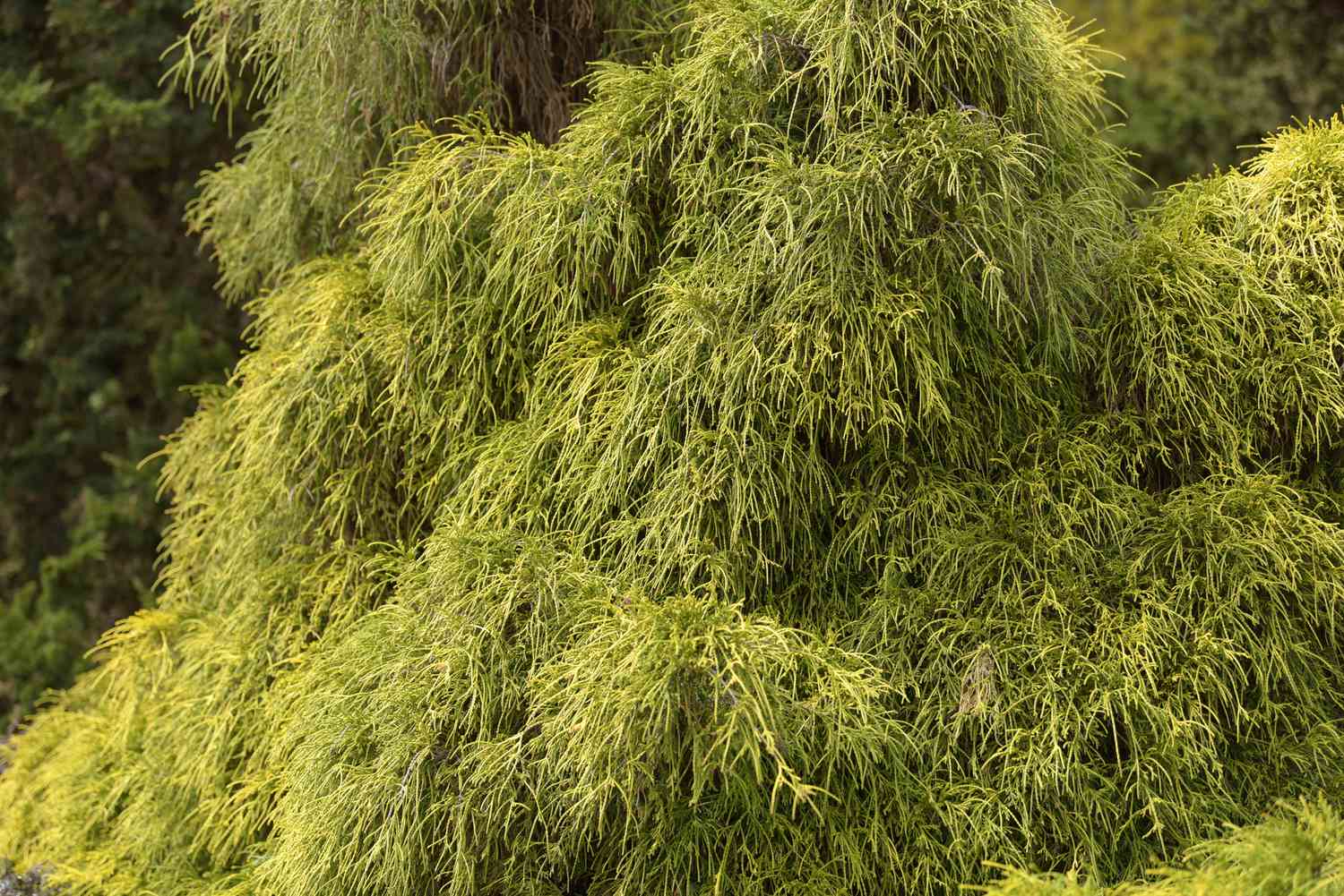 Are Golden Mophead Cypress Safe To Dogs