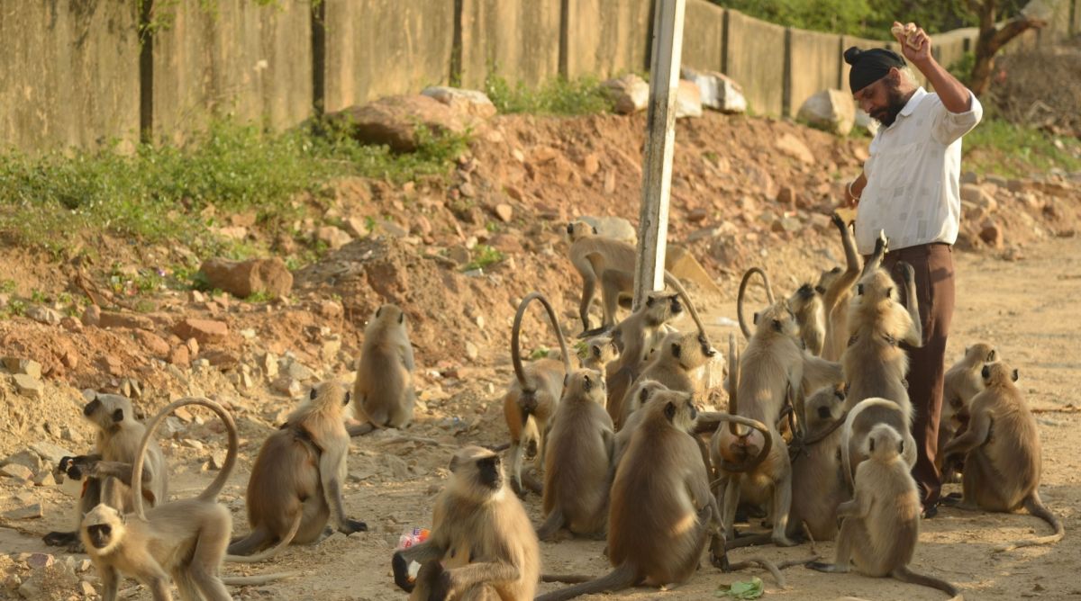 879 cases of Monkeybites already registered this year in Shimla The