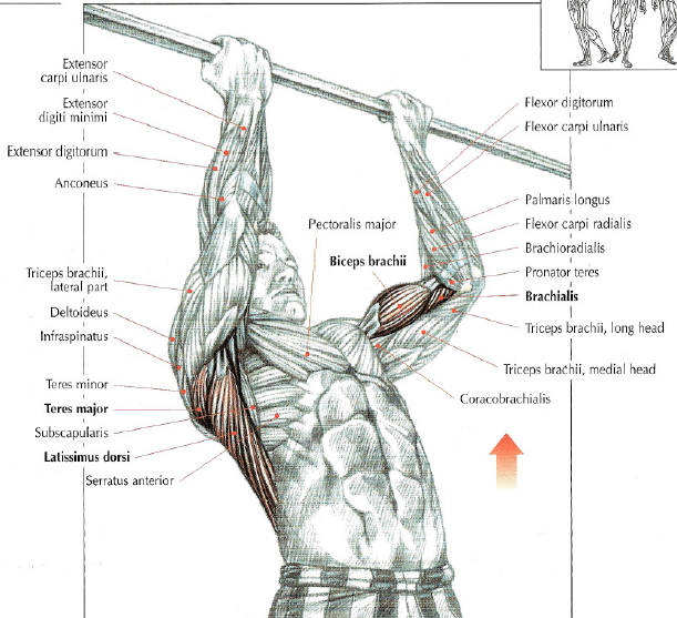 How To Do Reverse ChinUps • Stephane Andre