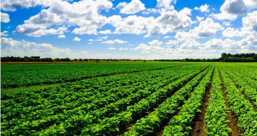 Grants approved for Agriculture Support Fund applicants The St Kitts Nevis Observer