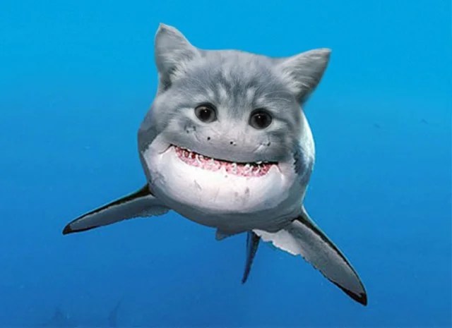 The Student Pocket Guide 5 Fantastic New Shark Species!