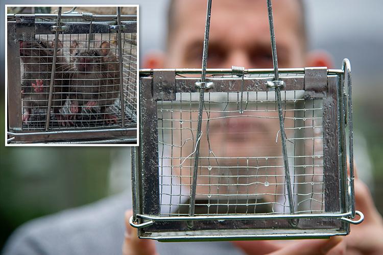 Footlong super rat gnawed through STEEL wire trap it had been caught in The Sun