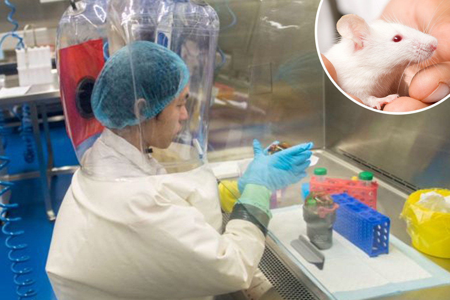 Wuhan lab test injected brains of live mice with viruses and gave them