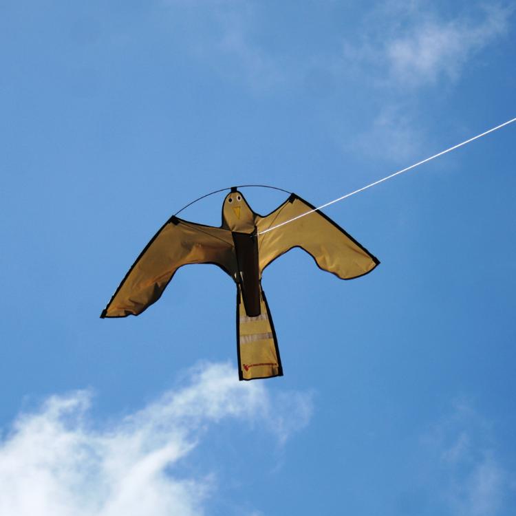 Dublin Airport answers 'stupid questions' like bringing your pet fish