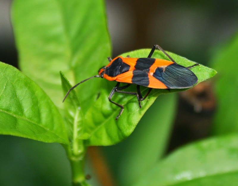 The Milkweed Bug The Survival Gardener