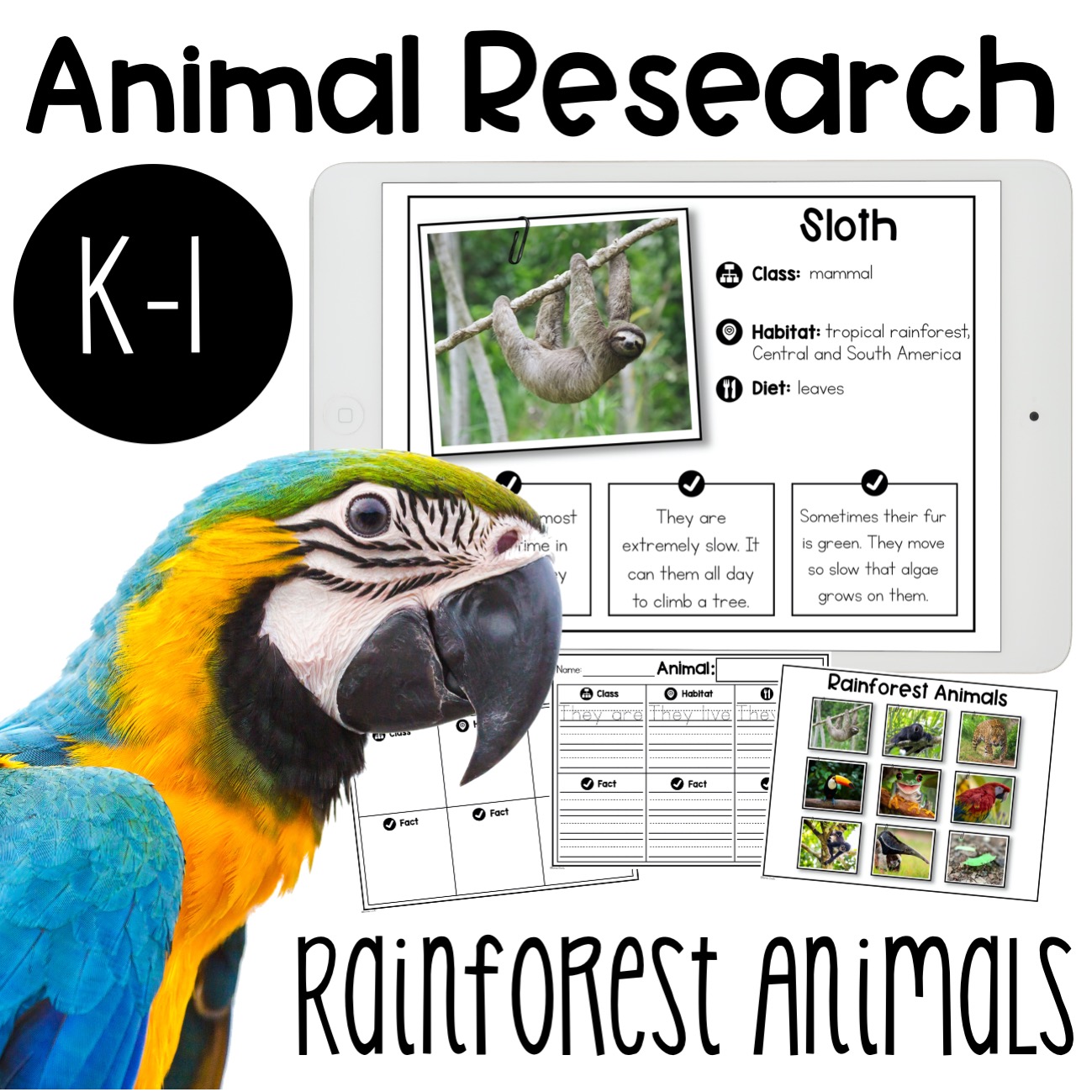 Rainforest Animal Research Report Digital option included The