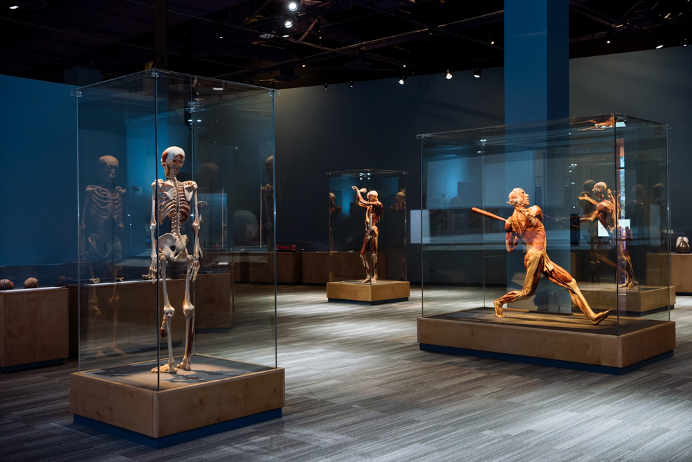 Body Worlds Decoded The Tech Interactive