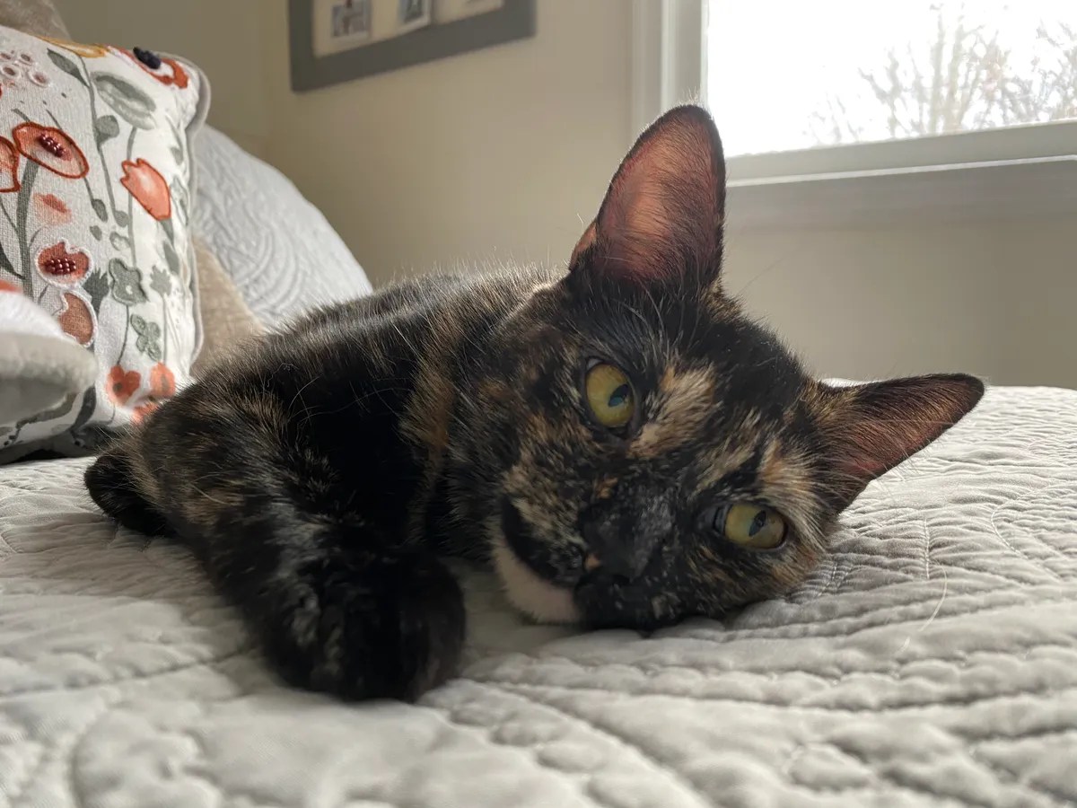 Clean Stubborn and Stinky Cat Pee from Your Couch Using These Easy