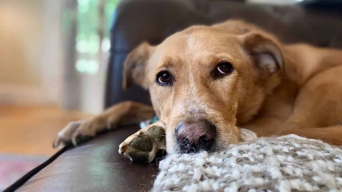 PetSmart vs Chewy Find Out Which Pet Store is Cheaper The Tech Edvocate