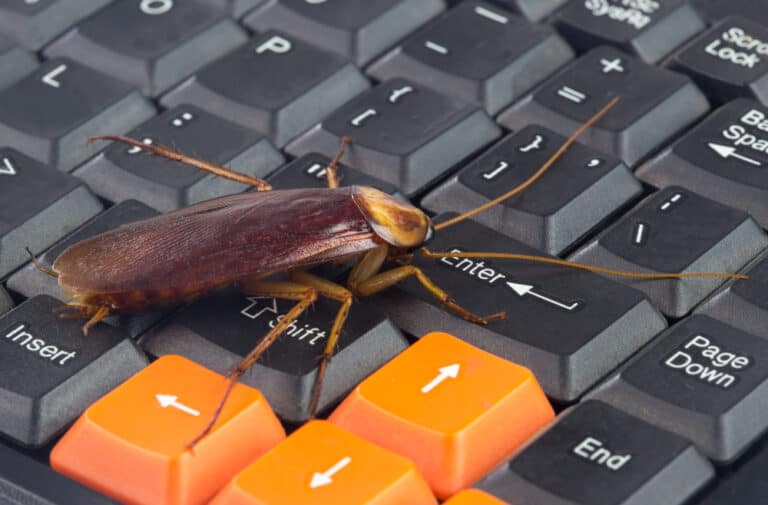 How To Get Roaches Out Of Computer (5 Ways)