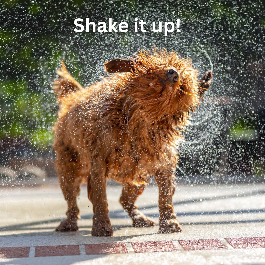 Feeling Stuck? Shake Things Up! The Three Tomatoes