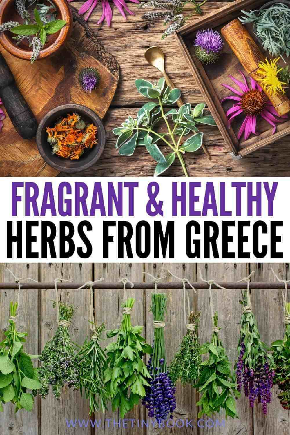 10 Greek Herbs you Need to Discover to Improve Your Health! The Tiny Book