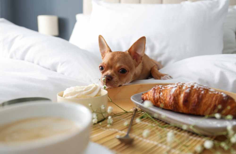 Best PetFriendly Hotels in Crete for Those Traveling with Fido (+ Genius Tips to Travel with