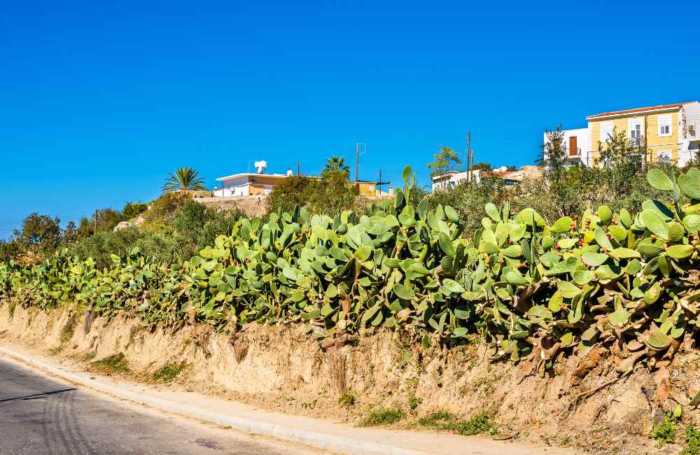 Complete Guide to Driving in Cyprus (+ 5 Breathtaking Scenic Road Trips