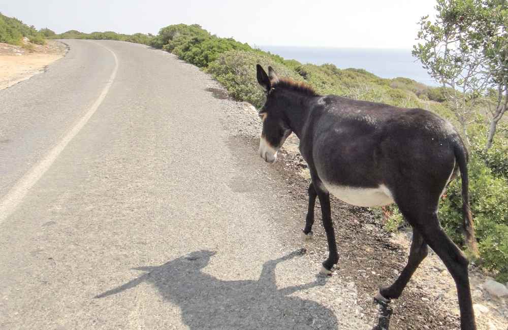 Complete Guide to Driving in Cyprus (+ 5 Breathtaking Scenic Road Trips in Cyprus) The Tiny Book