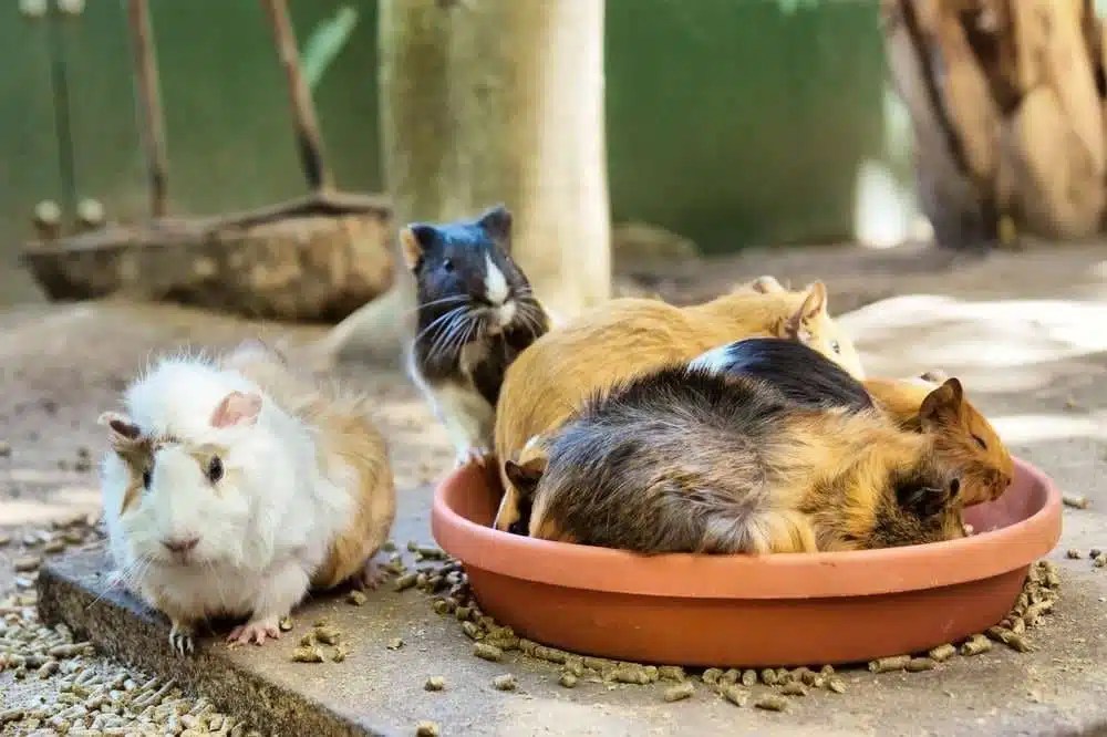 Guinea Pig Beginners Guide THE TINY HERD