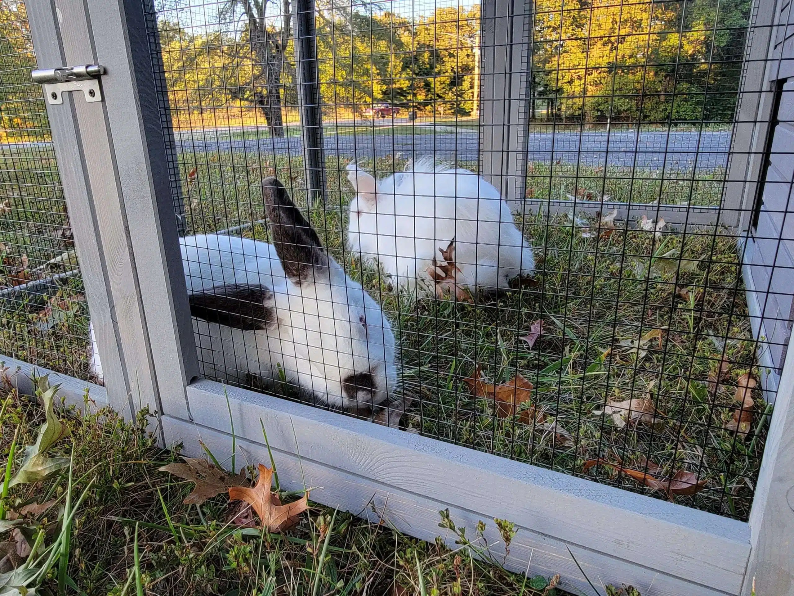 Aivituvin Rabbit Hutch Review Is It Worth the Money?