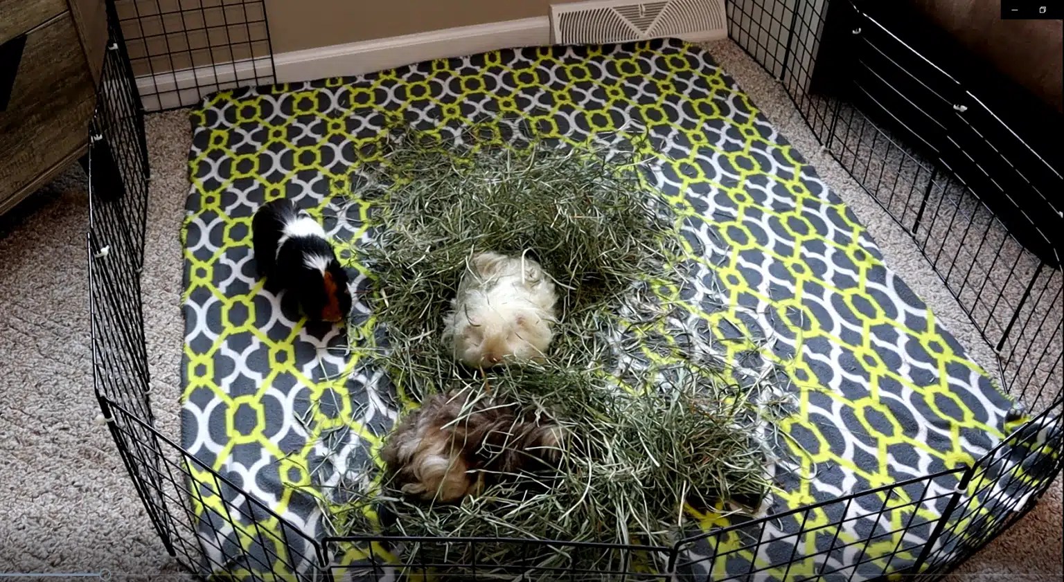 How to Bond Guinea Pigs the RIGHT Way A Complete Guide