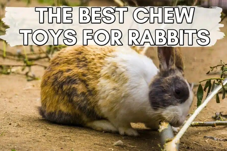 The 8 BEST Chew Toys for Rabbits