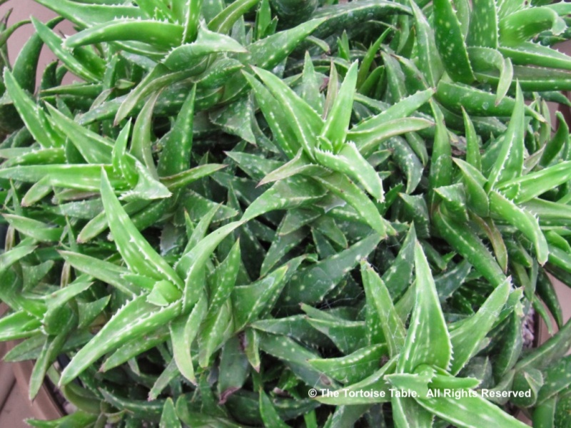 Browse and Search the Tortoise Table Plant Database